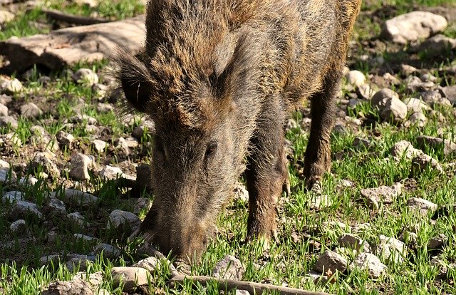 Free download wild boars pigs nature free picture to be edited with GIMP free online image editor