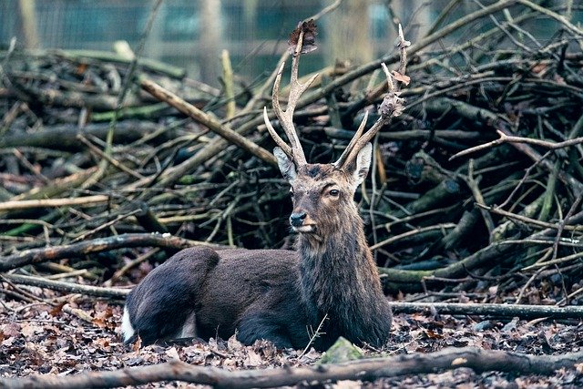 Free download wild deer forest antler species free picture to be edited with GIMP free online image editor