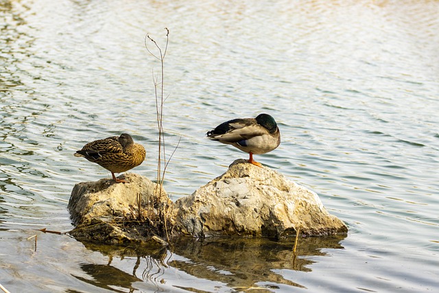 Free download wild ducks water birds lake water free picture to be edited with GIMP free online image editor