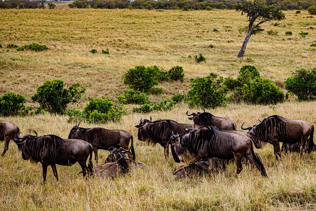 Free download wildebeest grazing grassland free picture to be edited with GIMP free online image editor