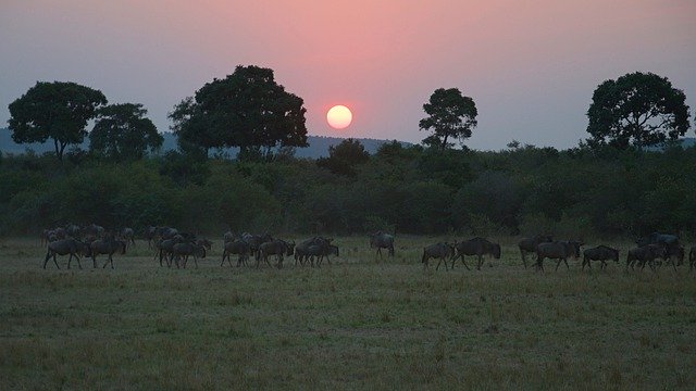 Free download wildebeest sunset migration africa free picture to be edited with GIMP free online image editor