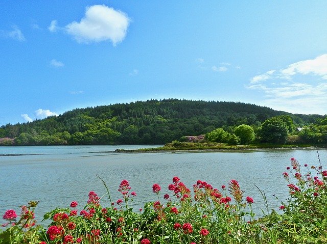 تنزيل Wilderness Flowers Nature مجانًا - صورة أو صورة مجانية يمكن تحريرها باستخدام محرر الصور عبر الإنترنت GIMP