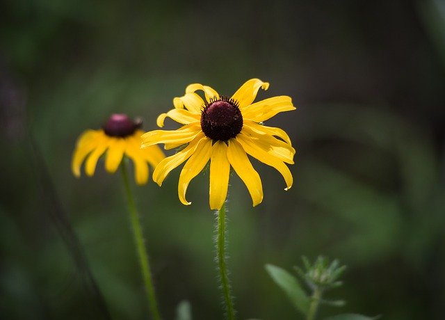 Free download wildflowers flowers nature bloom free picture to be edited with GIMP free online image editor