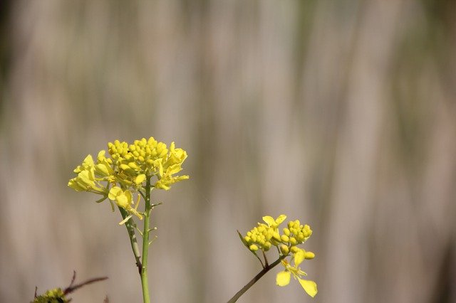 تنزيل Wild Flowers Herb Flower مجانًا - صورة مجانية أو صورة يتم تحريرها باستخدام محرر الصور عبر الإنترنت GIMP