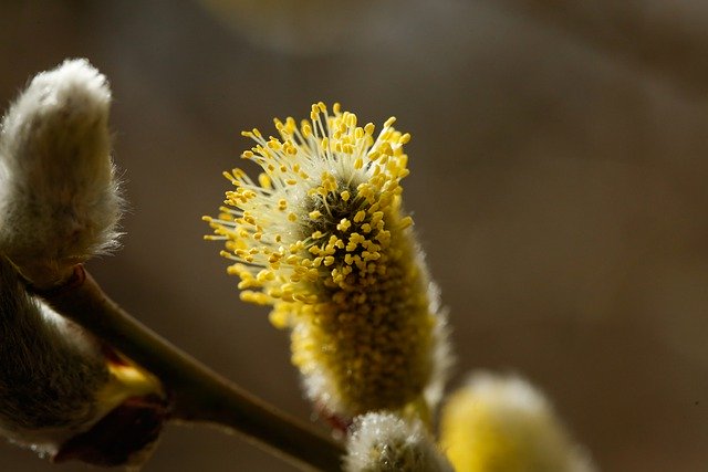 Free download willow catkin catkins flora free picture to be edited with GIMP free online image editor