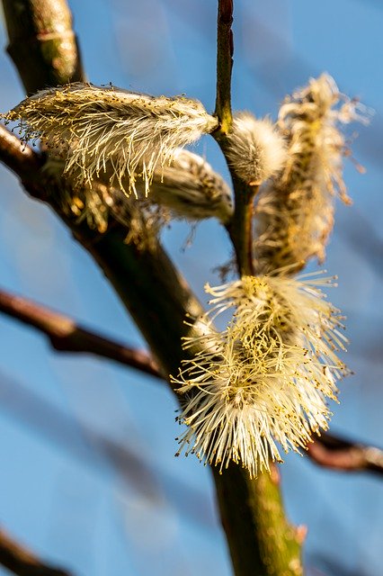 Free download willow catkin spring catkins pollen free picture to be edited with GIMP free online image editor