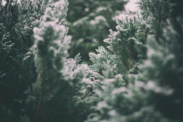 Free download winter bushes forest frost nature free picture to be edited with GIMP free online image editor