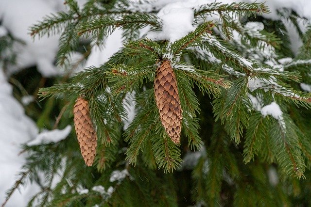 Free download winter frost spruce pine needles free picture to be edited with GIMP free online image editor