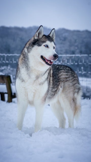 Kostenloser Download des kostenlosen Winter-Siberian-Husky-Husky-Tierbilds zur Bearbeitung mit dem kostenlosen Online-Bildeditor GIMP