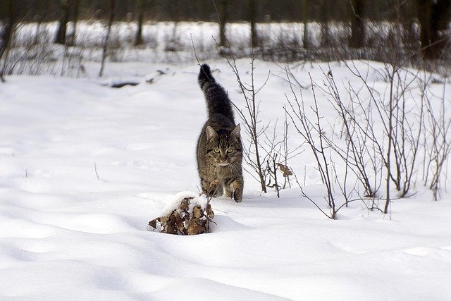 Free download winter snow cat nature season free picture to be edited with GIMP free online image editor