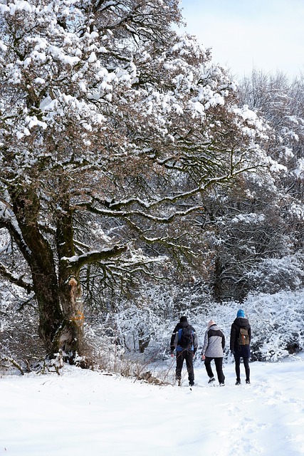 Free download winter tourism forest snow trees free picture to be edited with GIMP free online image editor