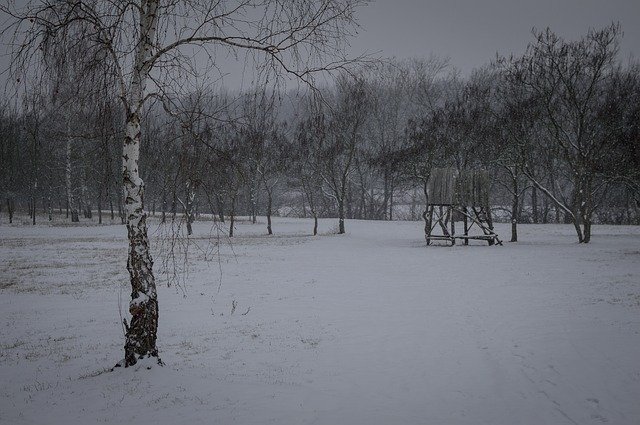 免费下载冬季树雪免费照片模板，可使用 GIMP 在线图像编辑器进行编辑