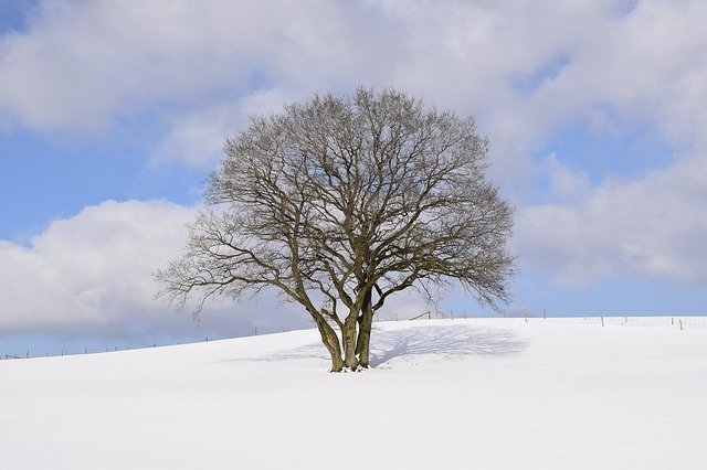 Скачать бесплатно Winter Wonderland Eifel Snow - бесплатное фото или изображение для редактирования с помощью онлайн-редактора GIMP