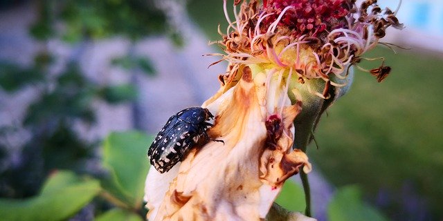 ดาวน์โหลดฟรี Withered Rose Beetle - ภาพถ่ายหรือรูปภาพฟรีที่จะแก้ไขด้วยโปรแกรมแก้ไขรูปภาพออนไลน์ GIMP