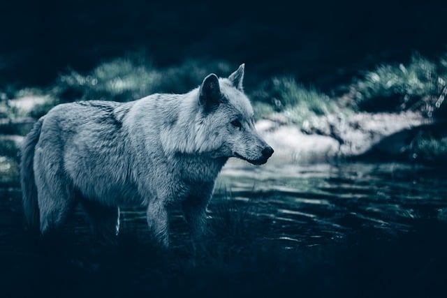 Téléchargement gratuit d'une image gratuite de loup de la forêt, animal, nature sauvage, à modifier avec l'éditeur d'images en ligne gratuit GIMP