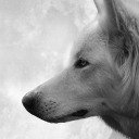 Wolf Theme  screen for extension Chrome web store in OffiDocs Chromium