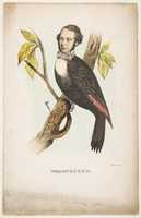 Free download Woodpecker (William B. Gihon), from The Comic Natural History of the Human Race free photo or picture to be edited with GIMP online image editor