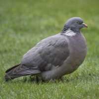 Free download wood_pigeon01 free photo or picture to be edited with GIMP online image editor