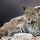 1080p HD Leopard-Bildschirm zur Erweiterung des Chrome-Webshops in OffiDocs Chromium