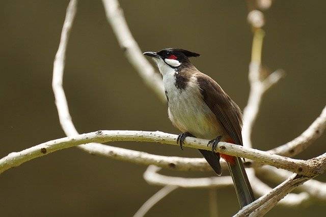 Безкоштовно завантажте Bird Red-Wiskered Bulbul - безкоштовне фото або зображення для редагування в онлайн-редакторі зображень GIMP