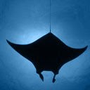 หน้าจอ Manta Ray (Aero) สำหรับส่วนขยาย Chrome เว็บสโตร์ใน OffiDocs Chromium