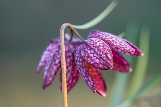 Scarica gratuitamente l'immagine gratuita della pianta del fiore fritillary della testa di serpente da modificare con l'editor di immagini online gratuito GIMP