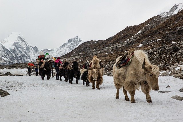 Free download yaks thukla pass himalayas trekking free picture to be edited with GIMP free online image editor