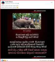 Free download Yasith Dilshan Elephant free photo or picture to be edited with GIMP online image editor