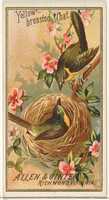 Free download Yellow-breasted Chat, from the Birds of America series (N4) for Allen & Ginter Cigarettes Brands free photo or picture to be edited with GIMP online image editor