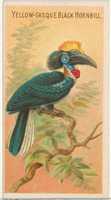 Free download Yellow-Casque Black Hornbill, from the Birds of the Tropics series (N5) for Allen & Ginter Cigarettes Brands free photo or picture to be edited with GIMP online image editor