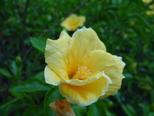 Безкоштовно завантажте Yellow Closeup Flower – безкоштовну фотографію чи зображення для редагування за допомогою онлайн-редактора зображень GIMP