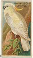 Free download Yellow-Crested Cockatoo, from the Birds of the Tropics series (N5) for Allen & Ginter Cigarettes Brands free photo or picture to be edited with GIMP online image editor