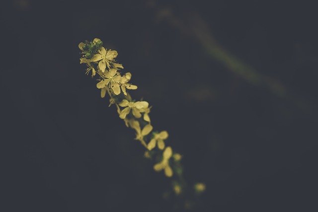 Free download yellow flowers meadow plant free picture to be edited with GIMP free online image editor