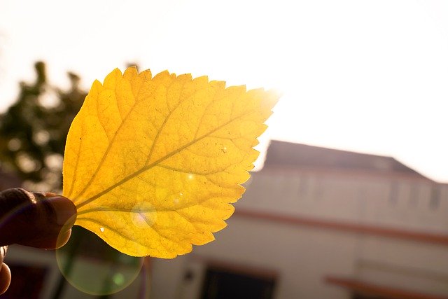 Free download yellow leaf autumn leaf nature free picture to be edited with GIMP free online image editor