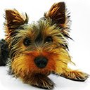 Yorkie Puppy  screen for extension Chrome web store in OffiDocs Chromium