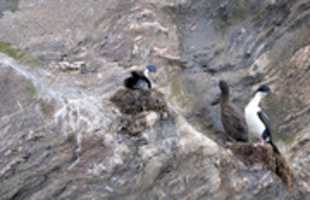 Free download Young Cormorant at Condor Glacier free photo or picture to be edited with GIMP online image editor