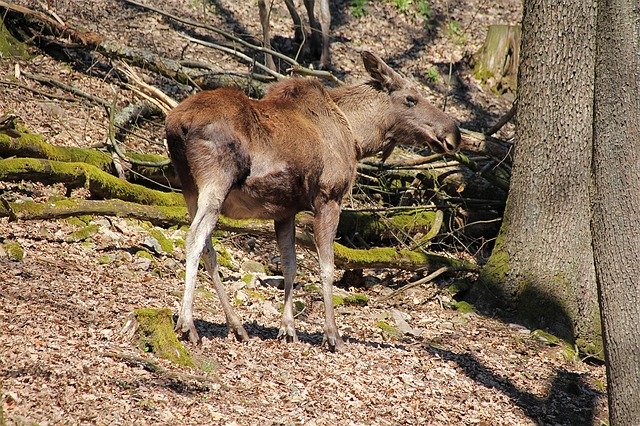 Kostenloser Download Junge Elche Wildtiere Wald - kostenloses Foto oder Bild zur Bearbeitung mit dem Online-Bildeditor GIMP