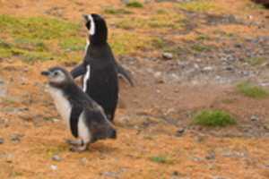 Free download Young penguin on Magdalena Island, Chile free photo or picture to be edited with GIMP online image editor