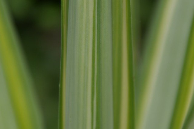 Free download yucca green plant stripes nature free picture to be edited with GIMP free online image editor