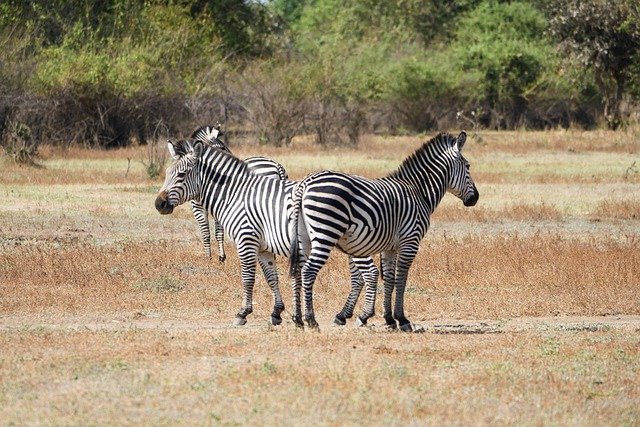 Free download zebras bush safari wildlife free picture to be edited with GIMP free online image editor