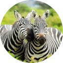 Zebra Wallpaper New Tab  screen for extension Chrome web store in OffiDocs Chromium