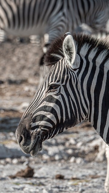 Téléchargement gratuit d'une image gratuite de la faune sauvage de zèbre en Afrique à modifier avec l'éditeur d'images en ligne gratuit GIMP