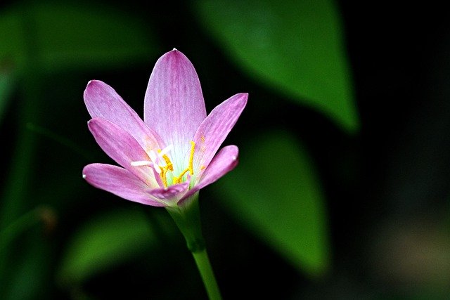 Free download zephyranthes minuta flower free picture to be edited with GIMP free online image editor