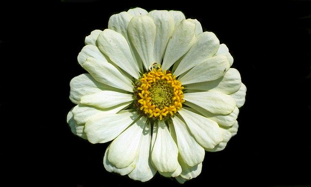 ຮູບພາບຟຣີ Zinnia White Flower - ຈະຖືກແກ້ໄຂໂດຍບັນນາທິການຮູບພາບຟຣີ GIMP ໂດຍ OffiDocs