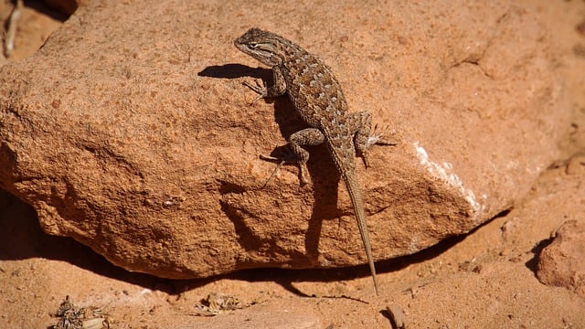 Free download zion reptile animal national park free picture to be edited with GIMP free online image editor