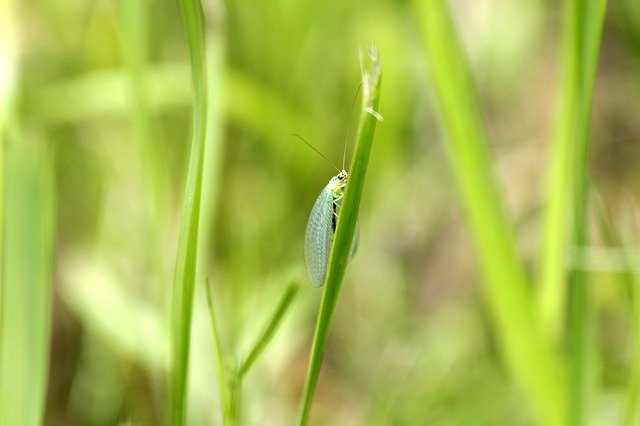 Free download zlatovlaska plennitsa insect free picture to be edited with GIMP free online image editor