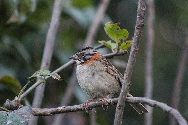 免费下载 Zonotrichia Capensis Scullion - 可使用 GIMP 在线图像编辑器编辑的免费照片或图片