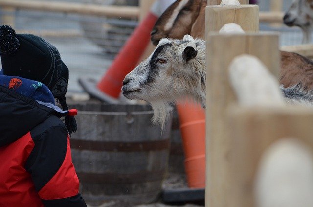 ດາວໂຫຼດ Zoo Goat Petting - ຮູບພາບ ຫຼືຮູບພາບທີ່ບໍ່ເສຍຄ່າເພື່ອແກ້ໄຂດ້ວຍຕົວແກ້ໄຂຮູບພາບອອນໄລນ໌ GIMP