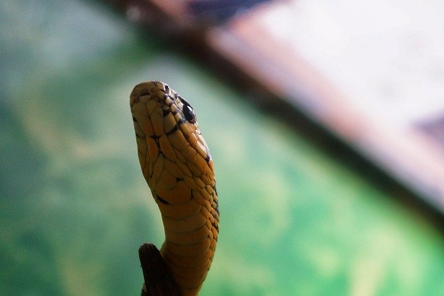 Free download zoo snake herpetology animals free picture to be edited with GIMP free online image editor