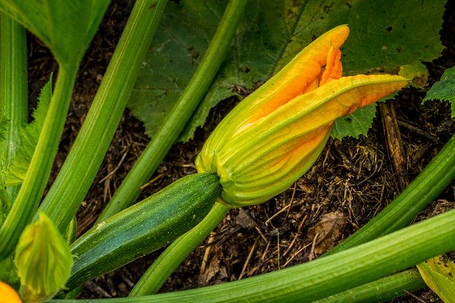 免费下载 Zucchini Blossom Bloom - 使用 GIMP 在线图像编辑器编辑的免费照片或图片